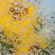 Glue Chip Glass